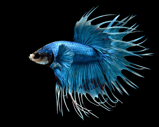 نظرة عامة على Bettas