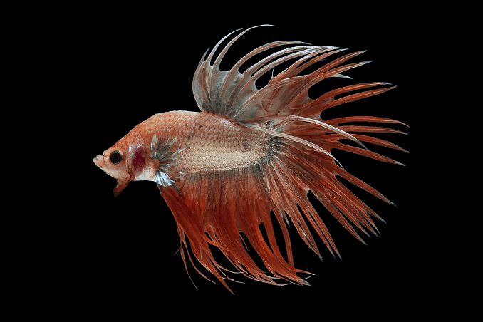 تربية Bettas