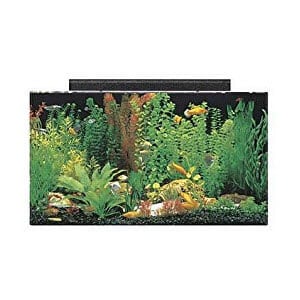 خزان Cichlid المثالي
