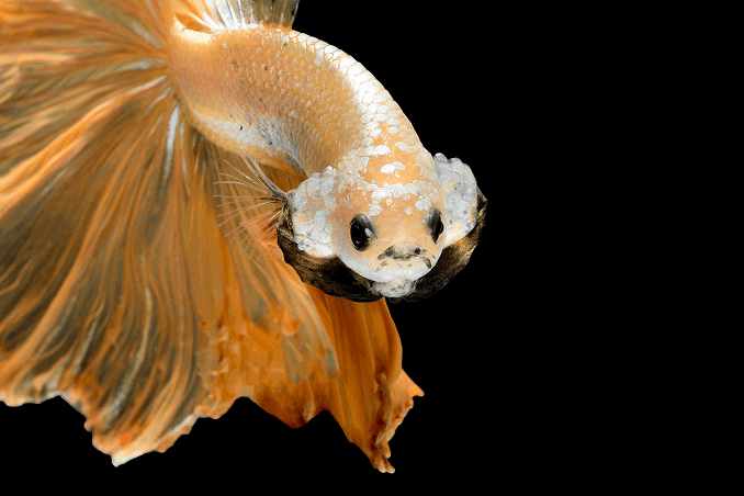 مظهر Crowntail Betta