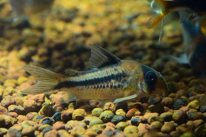 سمك السلور Corydoras
