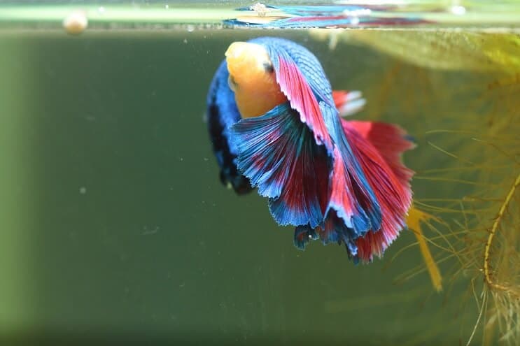 Bettas تربية أكثر