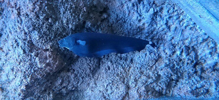 شبح Knifefish السباحة