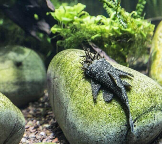 مظهر Bristlenose Pleco
