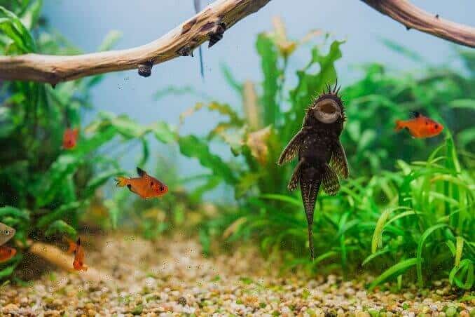 ذكر Bristlenose Pleco