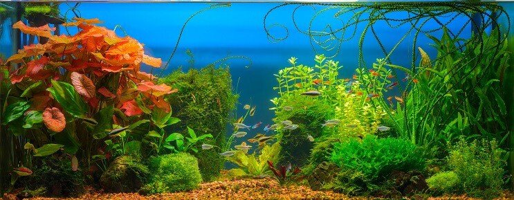زملاء الدبابات الكرز بارب