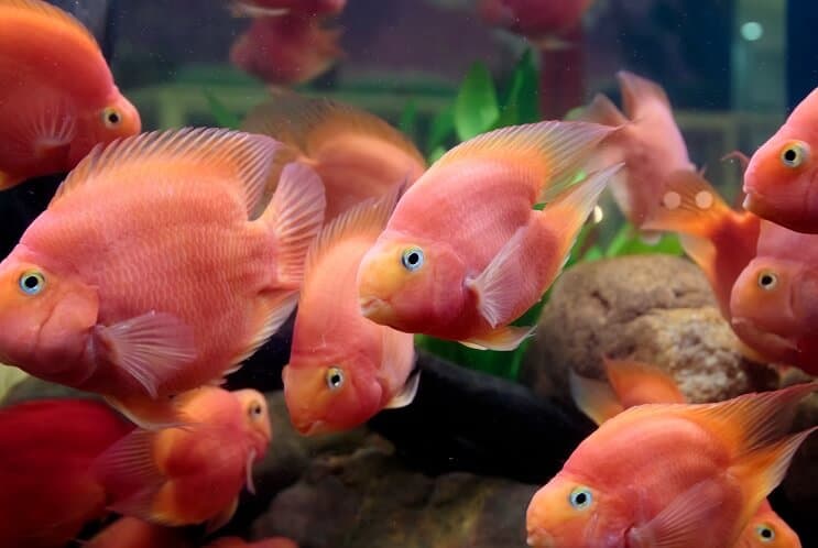 حمية الببغاء الدم Cichlid