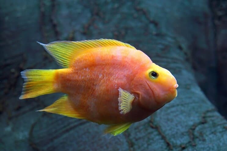العناية بببغاء الدم Cichlid
