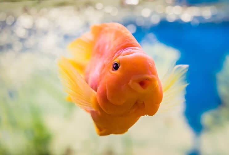 الببغاء الدم Cichlid
