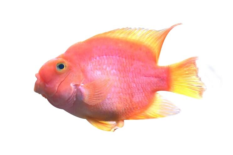 ظهور الببغاء الدموي Cichlid