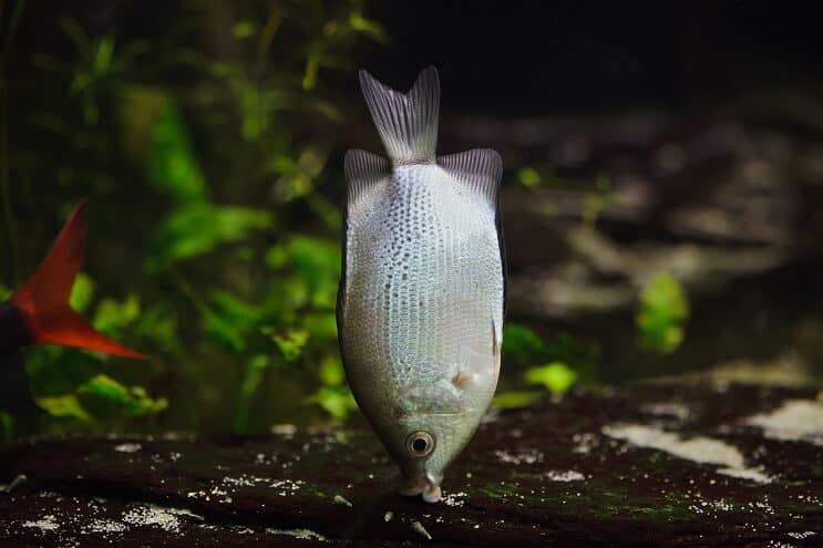 تقبيل Gourami Habitat