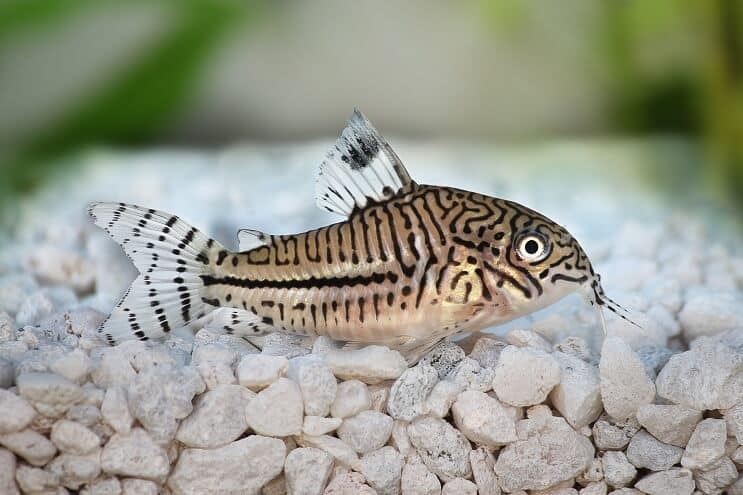 نظرة عامة على Cory Catfish