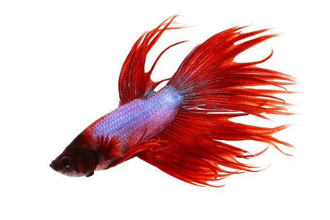 سلوك Crowntail Betta
