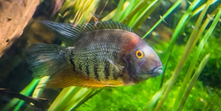 النطاقات Cichlid