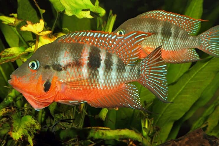 Firemouth Cichlid ذكور وإناث