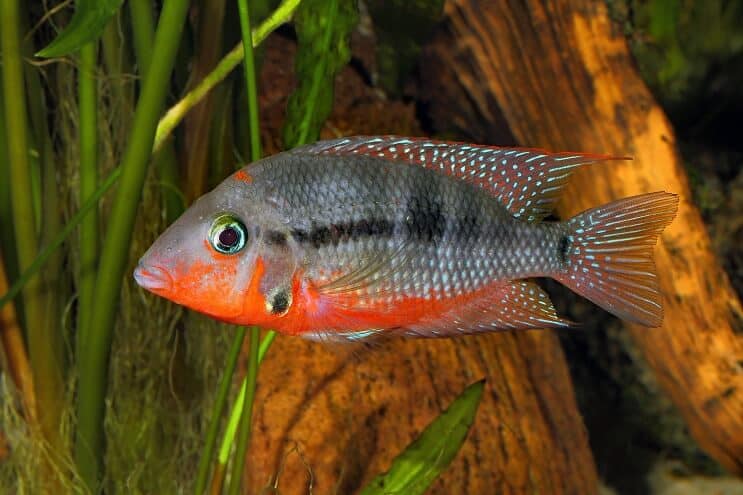 Firemouth Cichlid السباحة