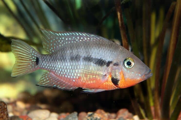 تغذية Firemouth Cichlid