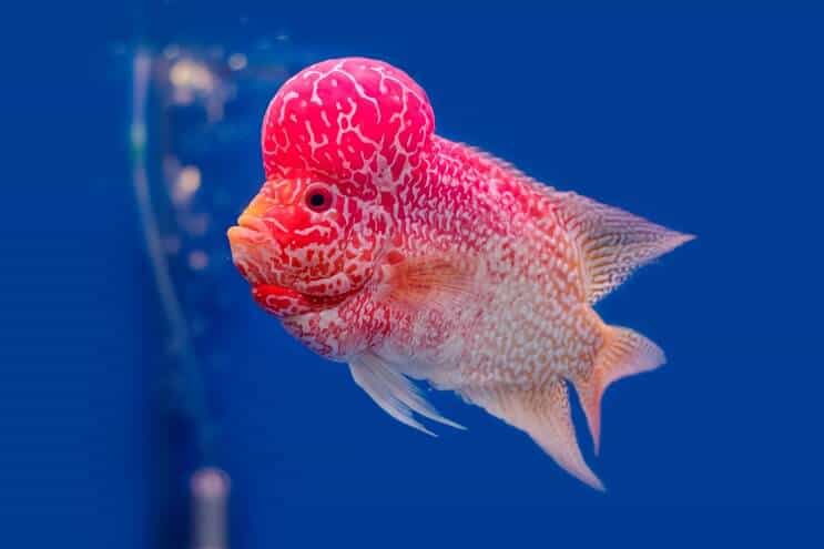 نظرة عامة على Flowerhorn Cichlid