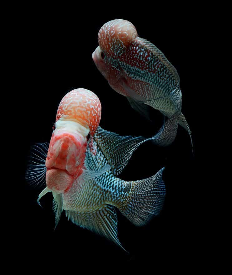 الزملاء Flowerhorn Cichlid Tank
