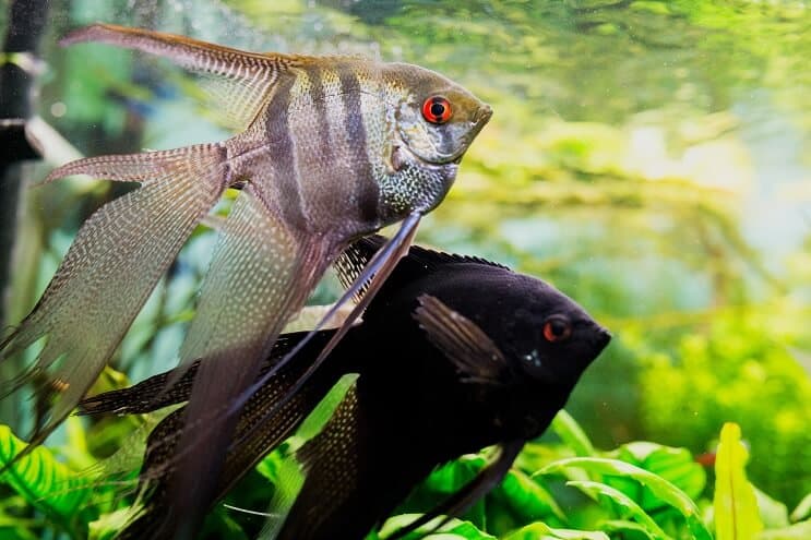 موطن Angelfish