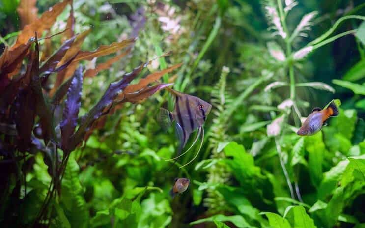 زملاء Angelfish خزان