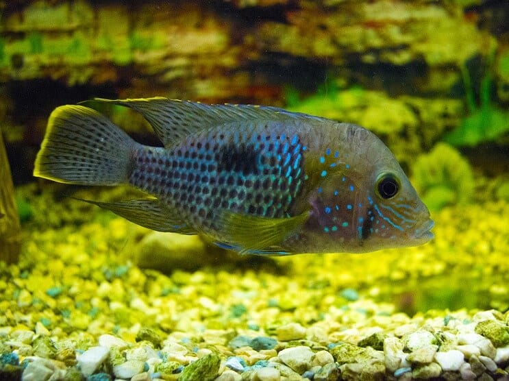الرعب الأخضر Cichlid