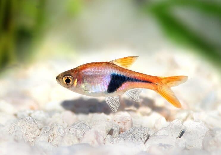 مظهر Harlequin Rasbora