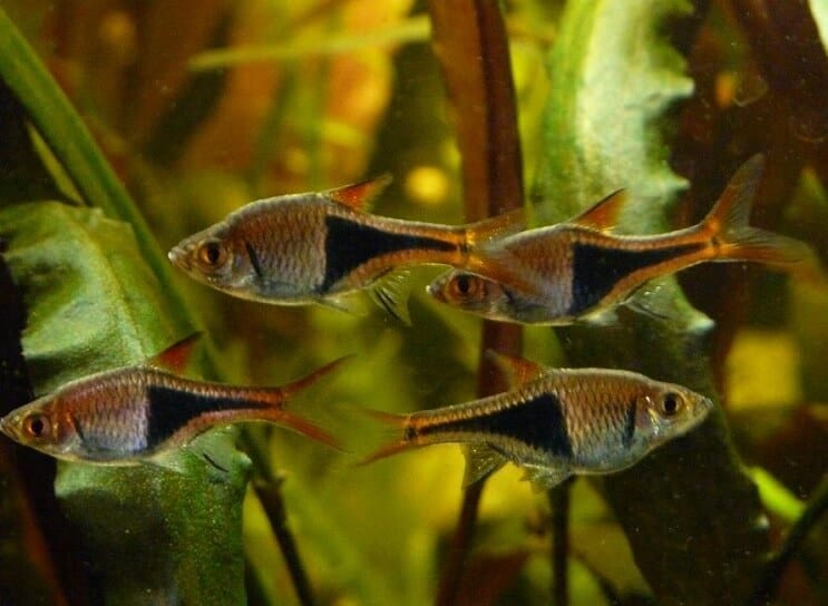 شروط خزان Harlequin Rasbora