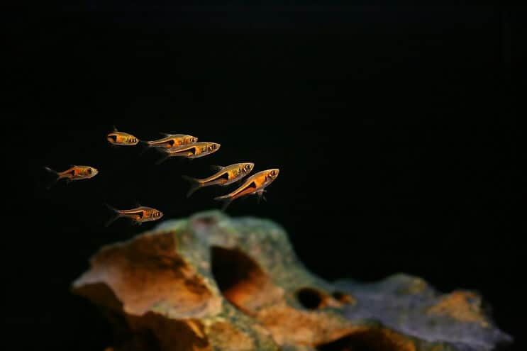 رفاق دبابة Harlequin Rasbora