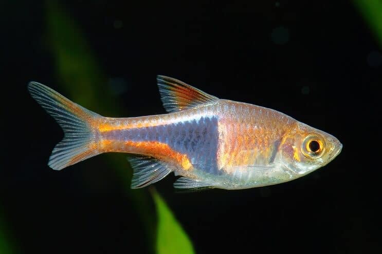 رعاية Harlequin Rasbora