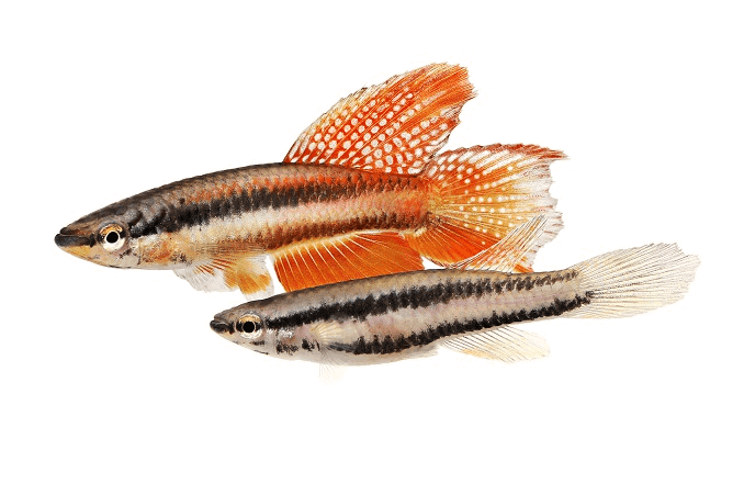 زوج من لاغوس الأحمر Killifish