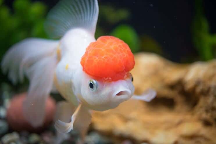 رعاية Oranda Goldfish