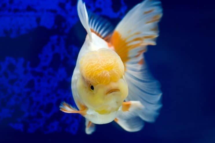 Oranda Goldfish السباحة