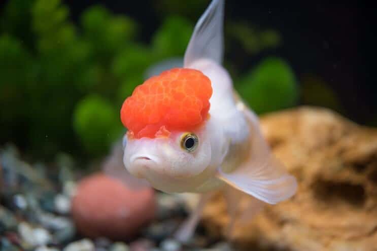 مظهر Oranda Goldfish