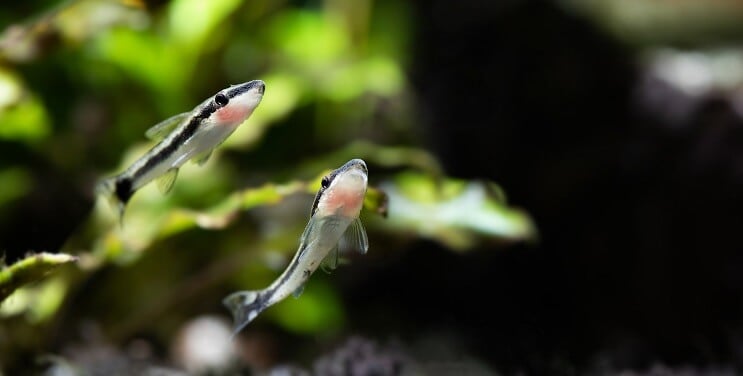 السباحة Otocinclus