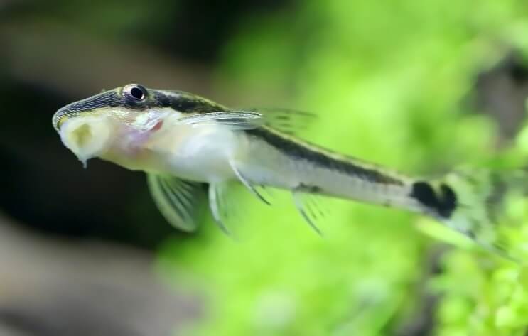 Otocinclus عالق على الخزان