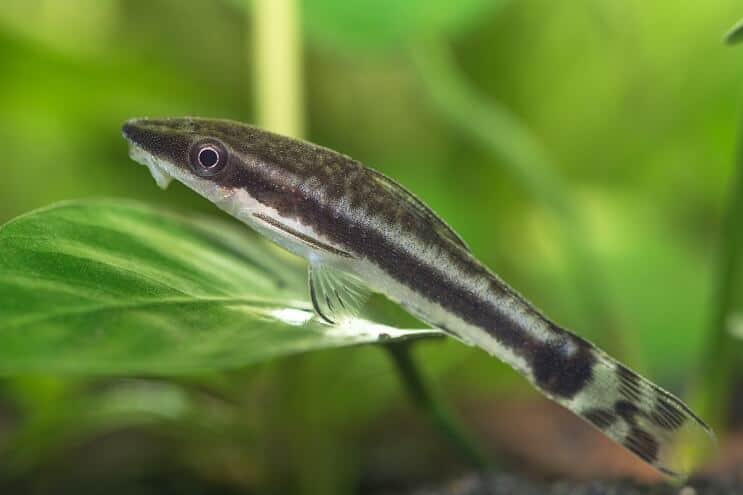رعاية Otocinclus