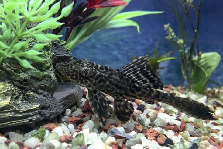 نظرة عامة على Plecostomus