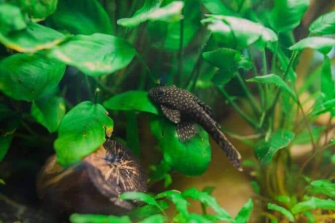 Bristlenose بليكو