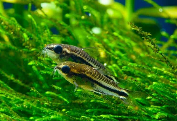 نظرة عامة على Pygmy Cory