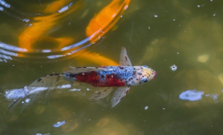 Shubunkin Goldfish في بركة