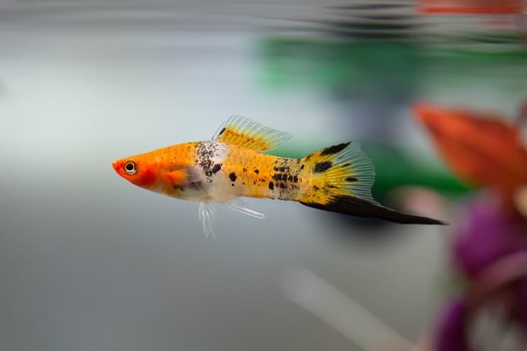 نظرة عامة على Swordtail