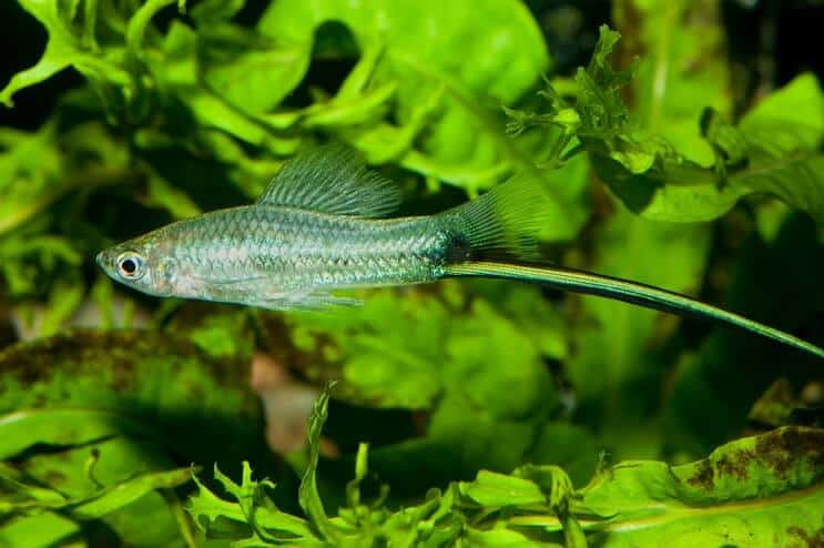 مظهر Swordtail