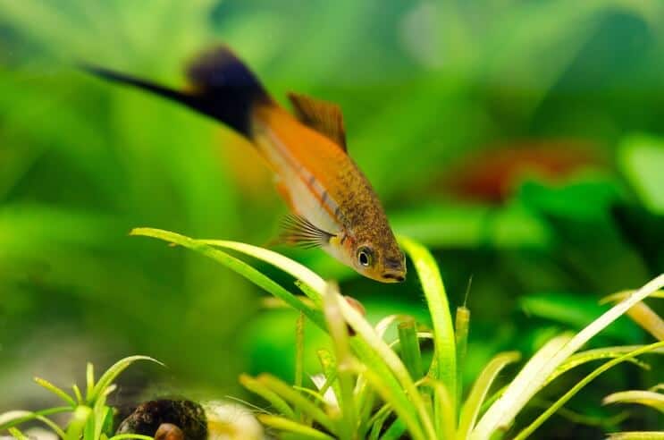 موطن Swordtail