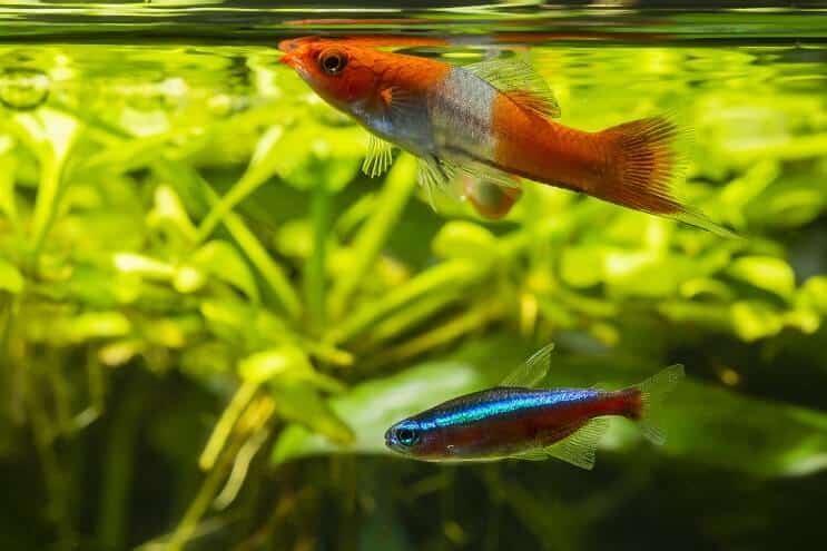 رفاق تانك Swordtail
