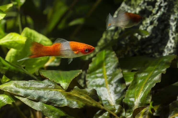 حمية Swordtail