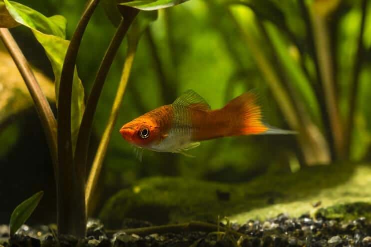 رعاية Swordtail