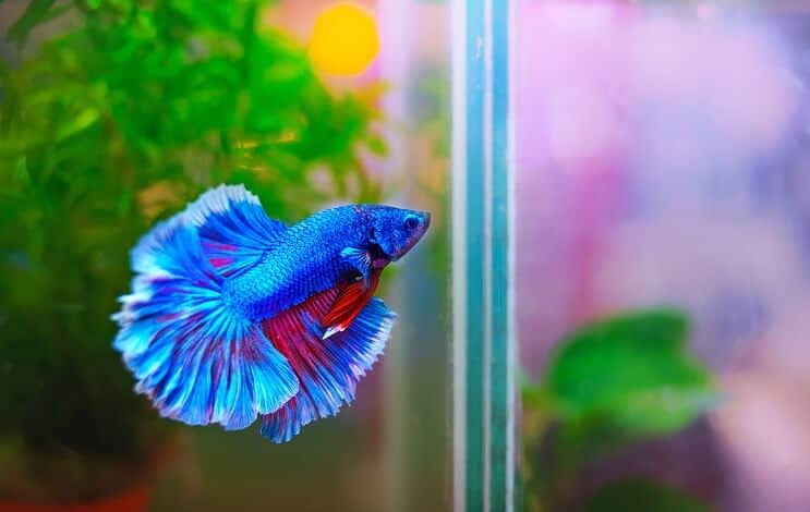 قم بإعداد Betta Tank
