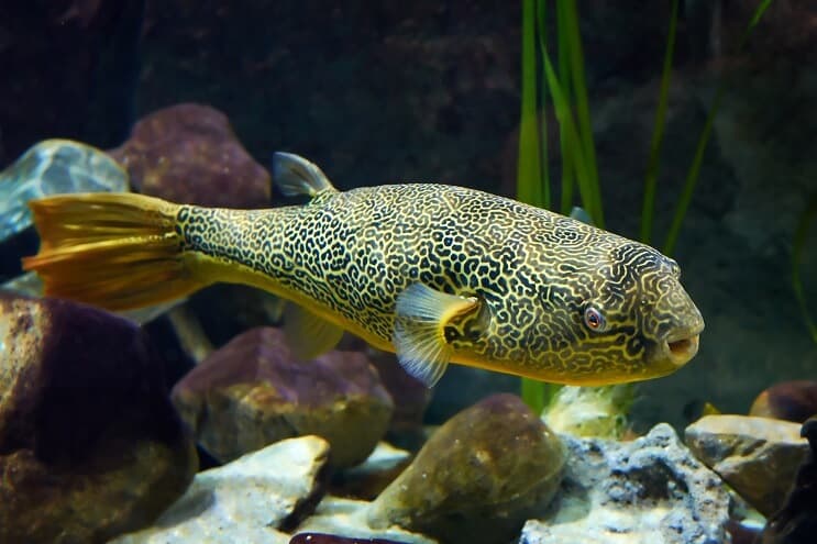 Mbu Puffer Fish عن قرب
