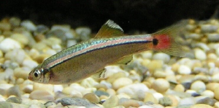 نظرة عامة على White Cloud Mountain Minnow